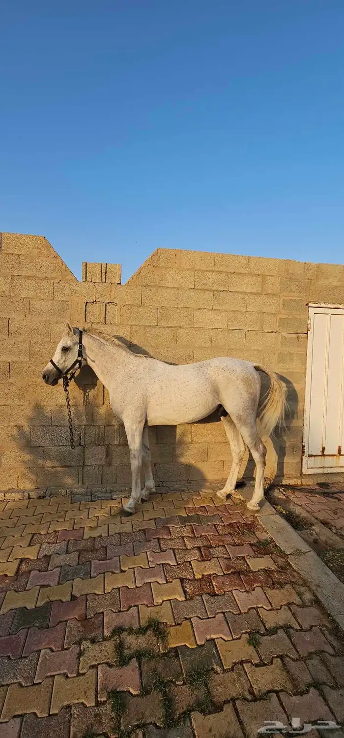 حصان واهو للبيع 0
