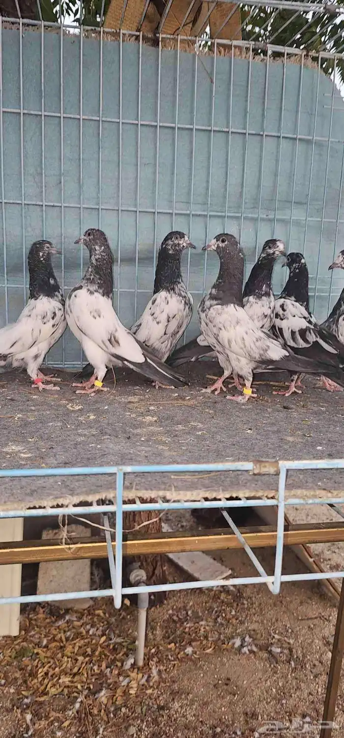 حمام باكستاني تيادي 3