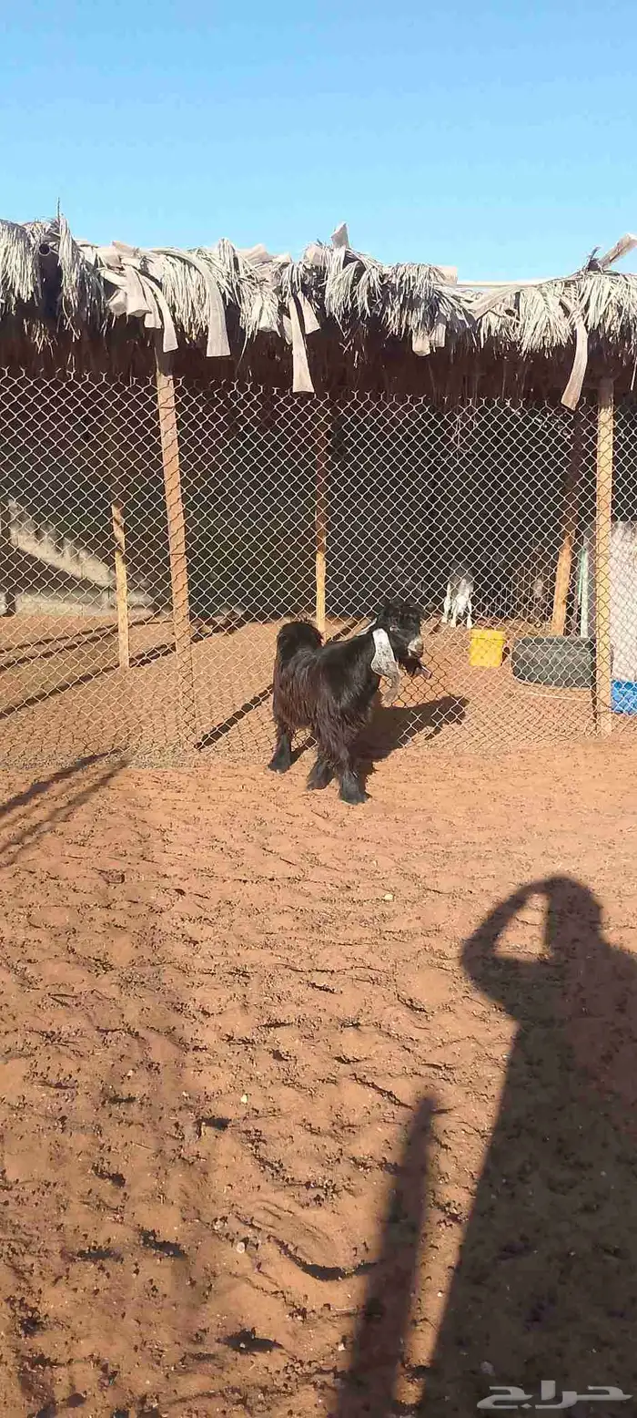 تيس عارضي جذع فاخر 2