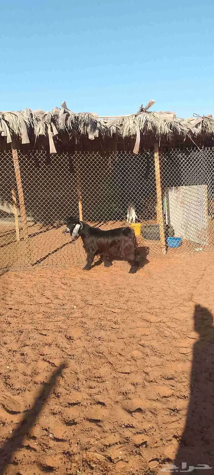 تيس عارضي جذع فاخر 4