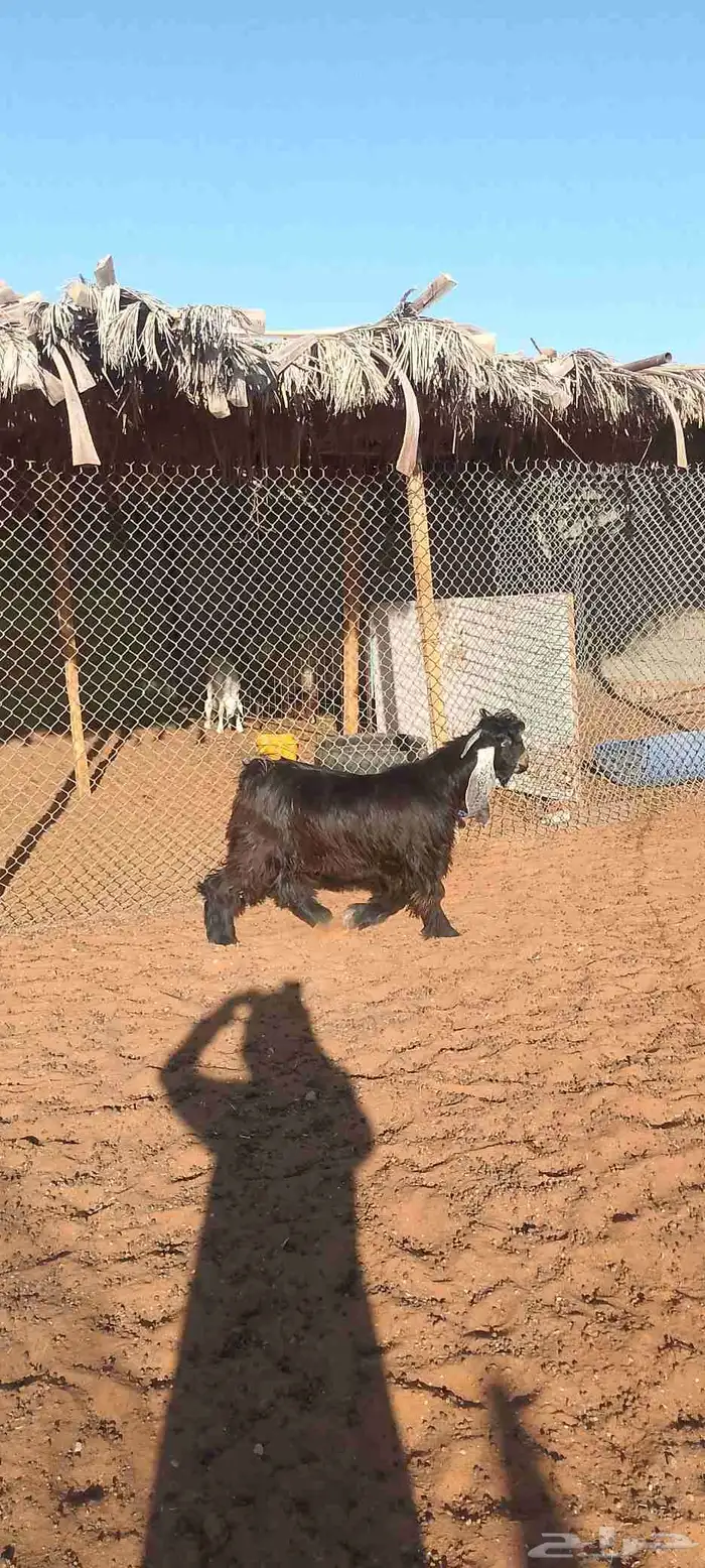 تيس عارضي جذع فاخر 1