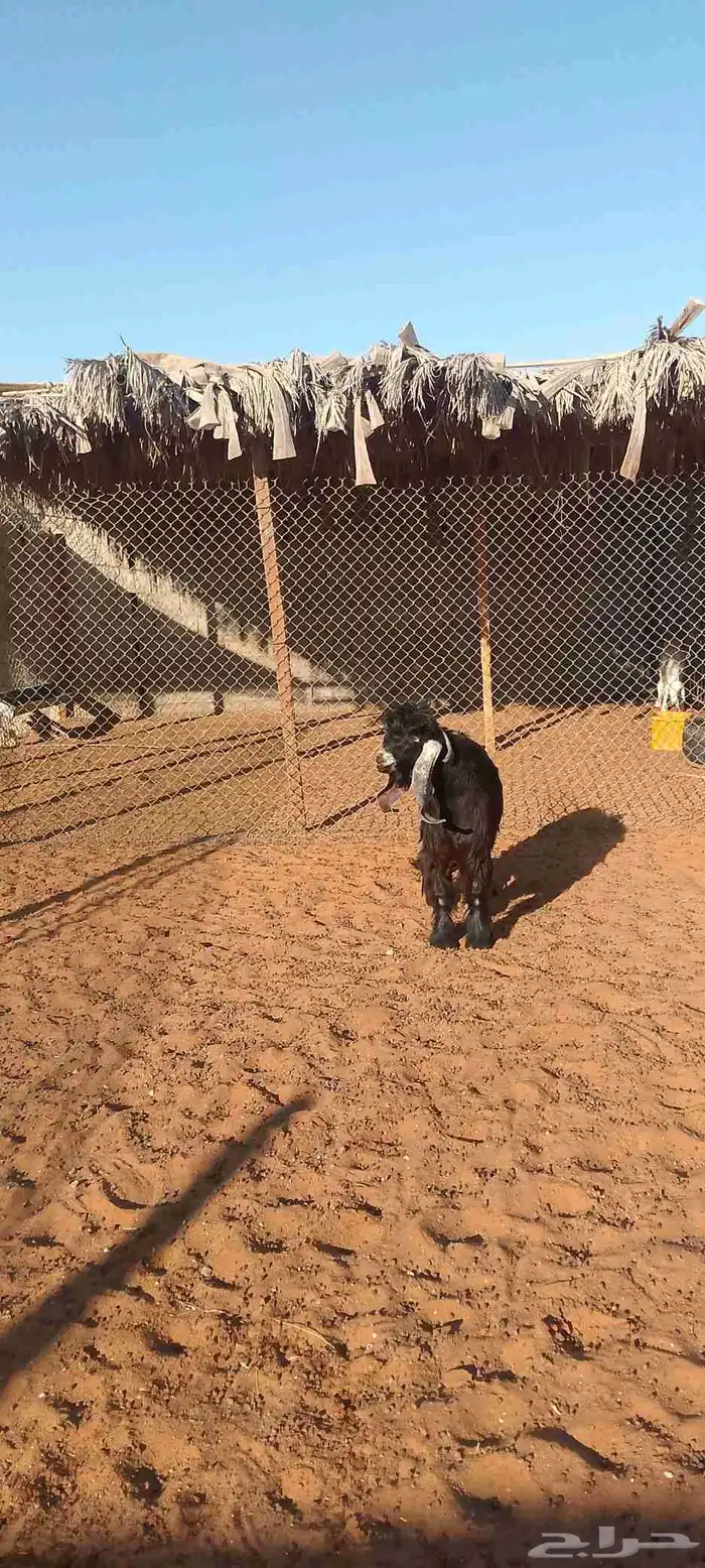 تيس عارضي جذع فاخر 7