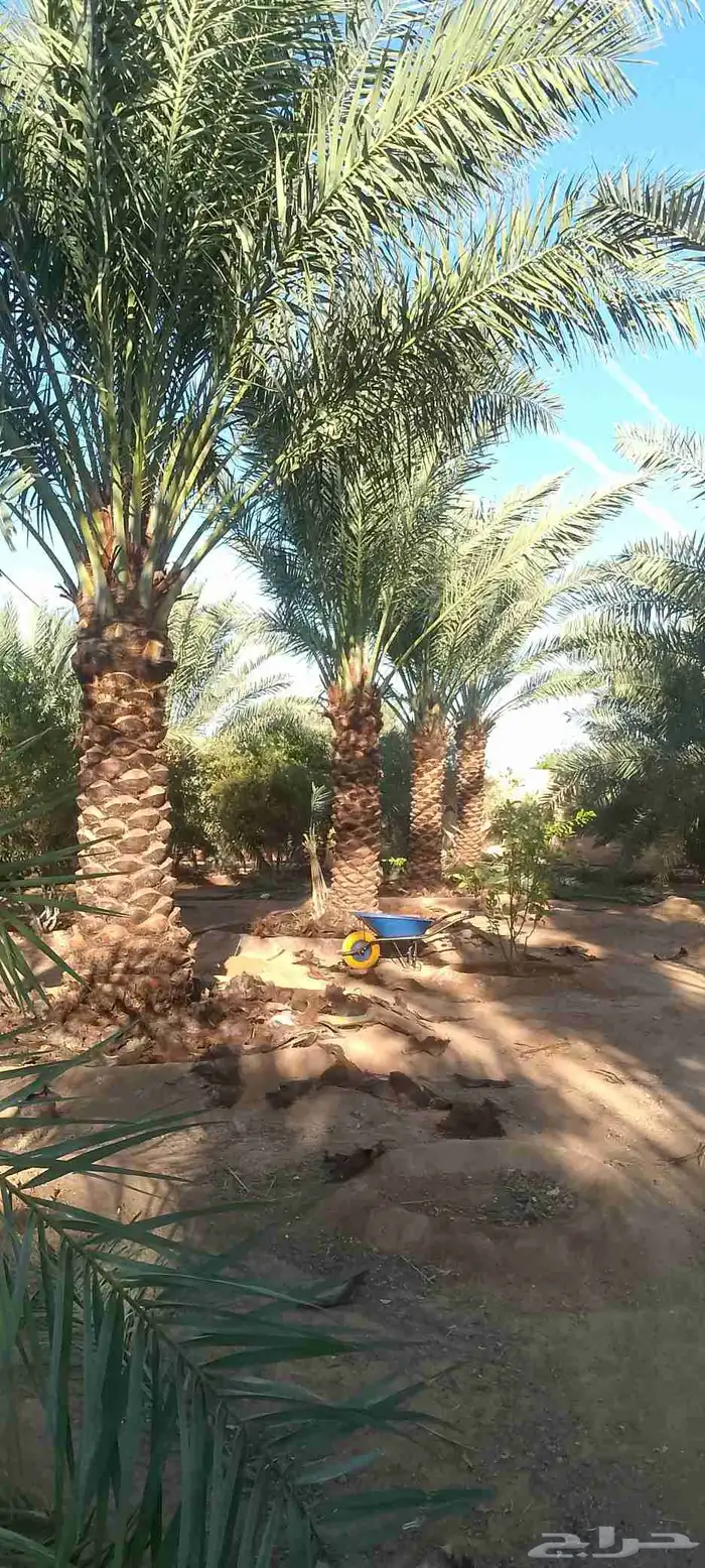 للبيع نخل 3