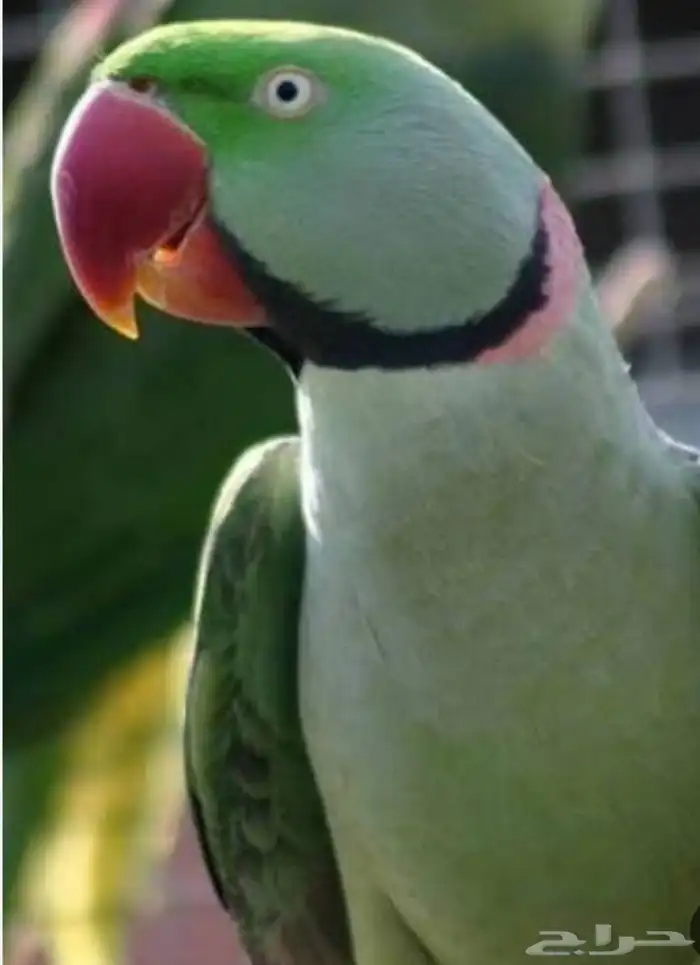 مطلوب جوز منتج درة نيبالي 0