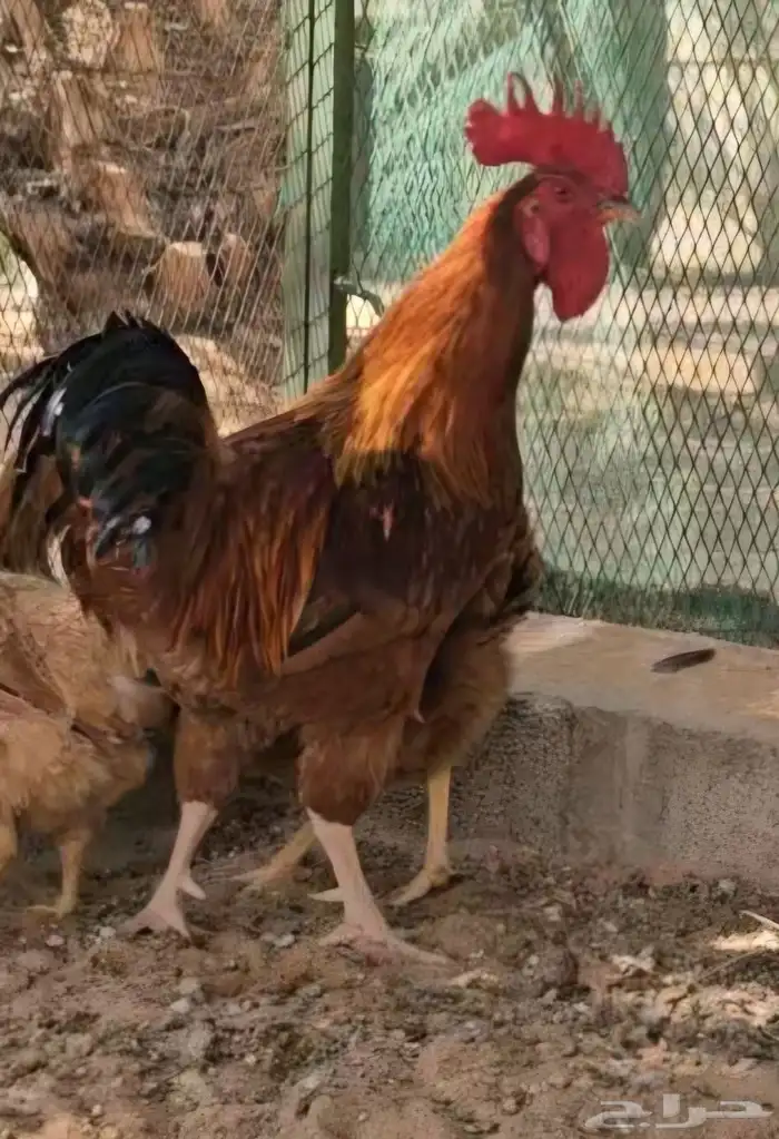 للبيع دجاج تركي بيور اصلي 0