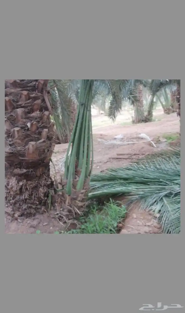 نخل مثمر اخلاص صقعي مجدول سكري برحي نبوت سلج 5