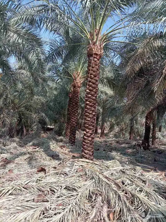 يتوفر لدينا جميع انوع  النخيل  سكري خلاص برحي روثانه منيفي 0