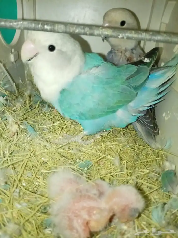 ازواج روز بعيالها 0