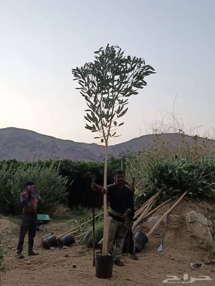 ليمون بنزهير 1