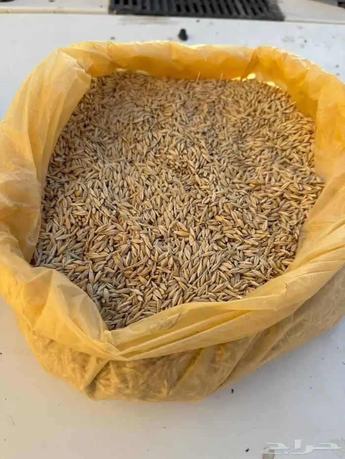 بذر شعير بلدي 0