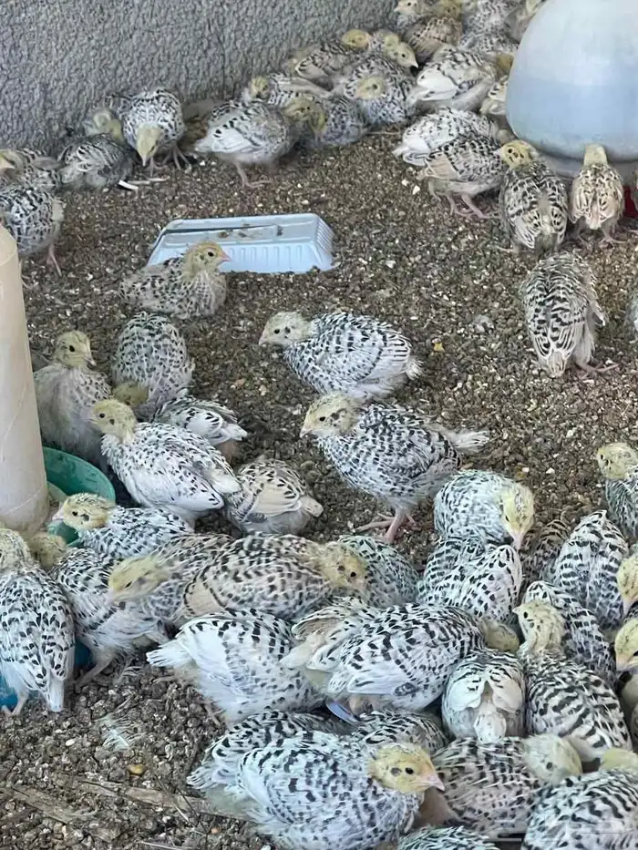 للبيع سمان فري 3