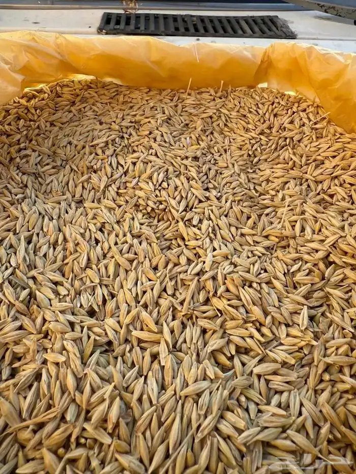 بذر شعير بلدي 1