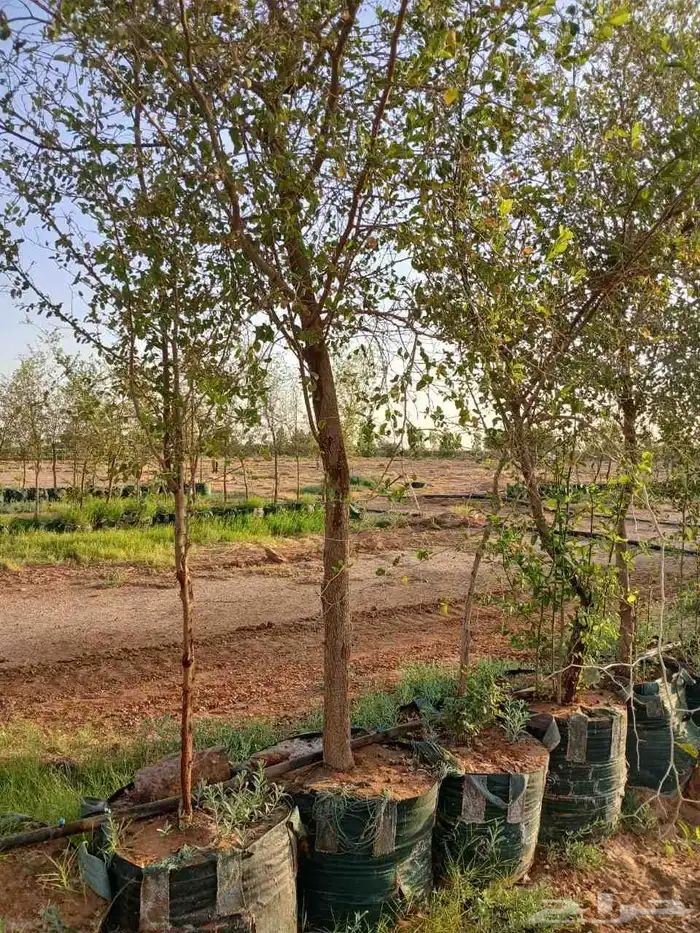 يوجد لدينا سدار 1