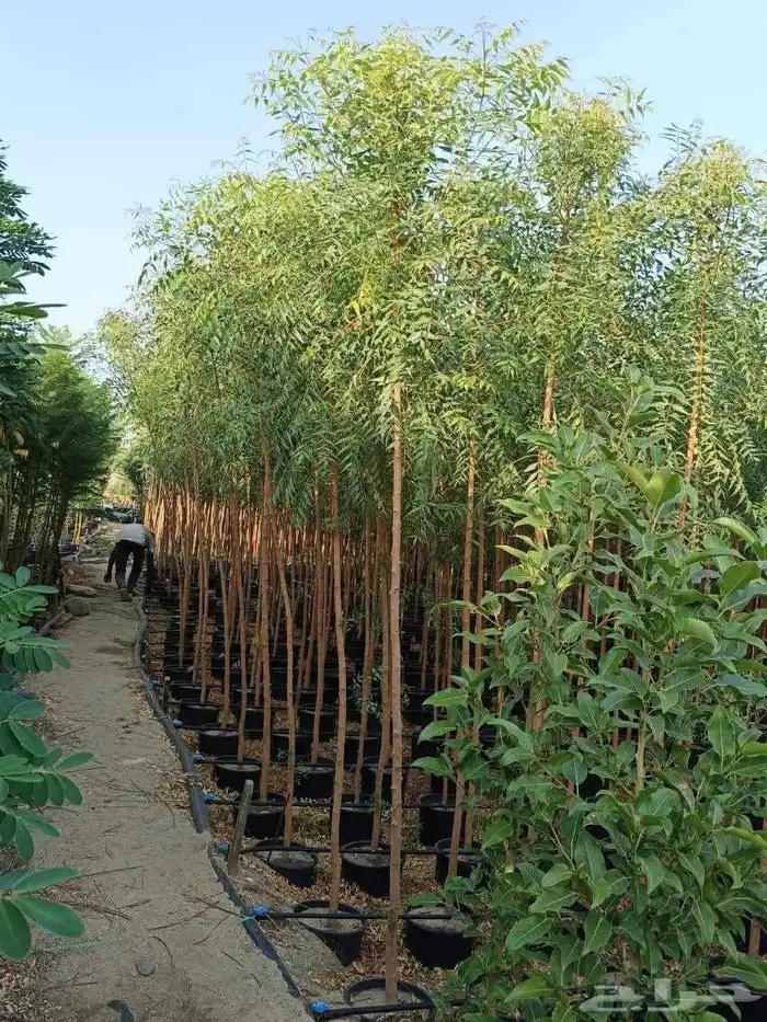 ليمون بنزهير 3