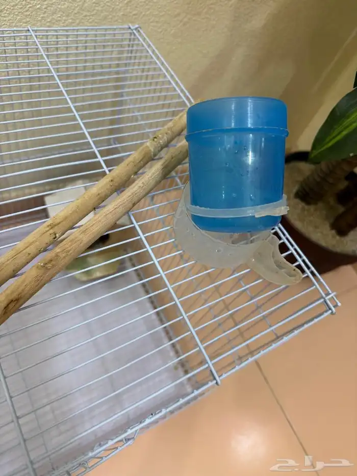 قفص عصافير الحب 2