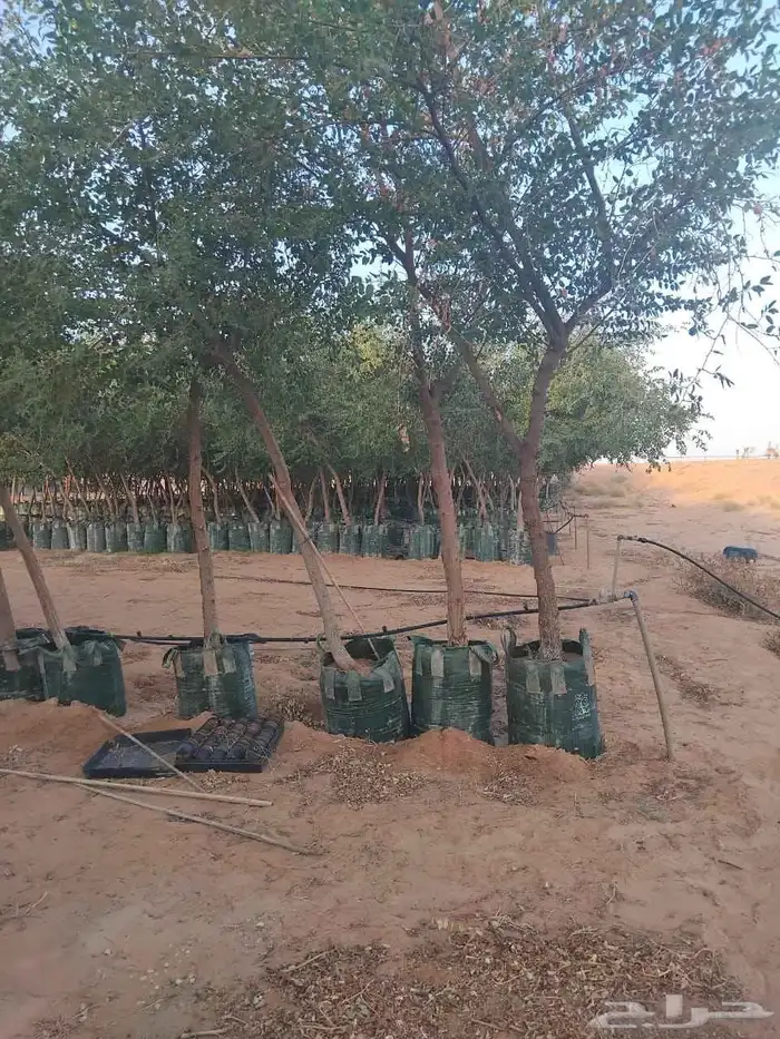 يوجد لدينا سدار 0