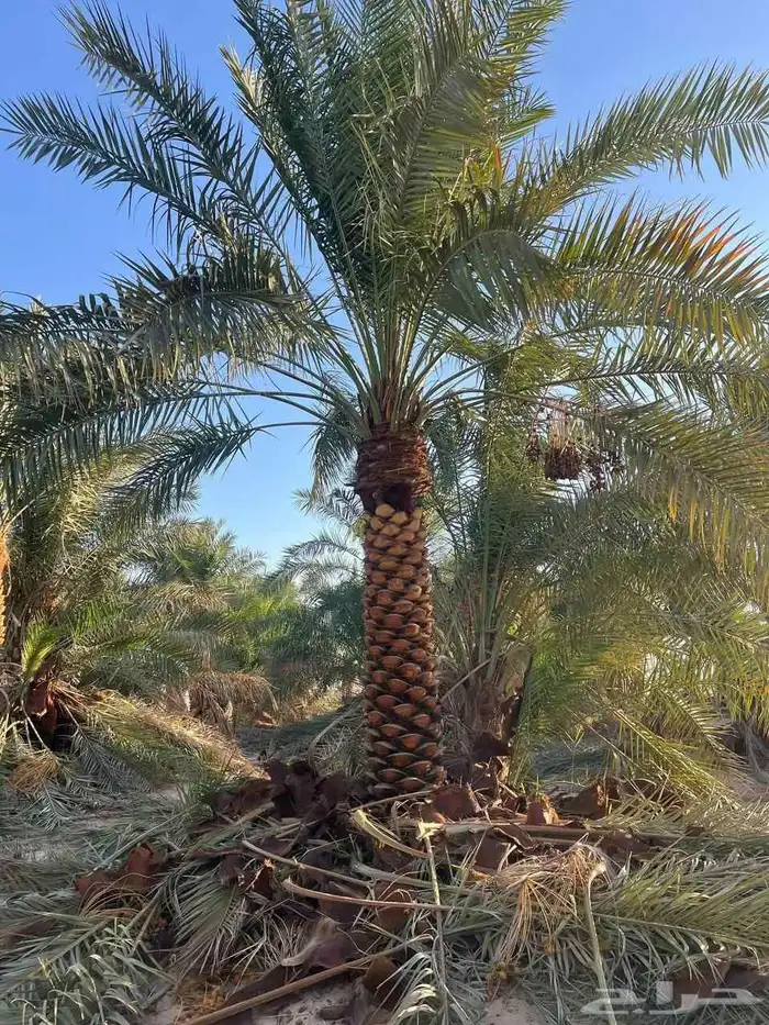 نخيل للبيع 4