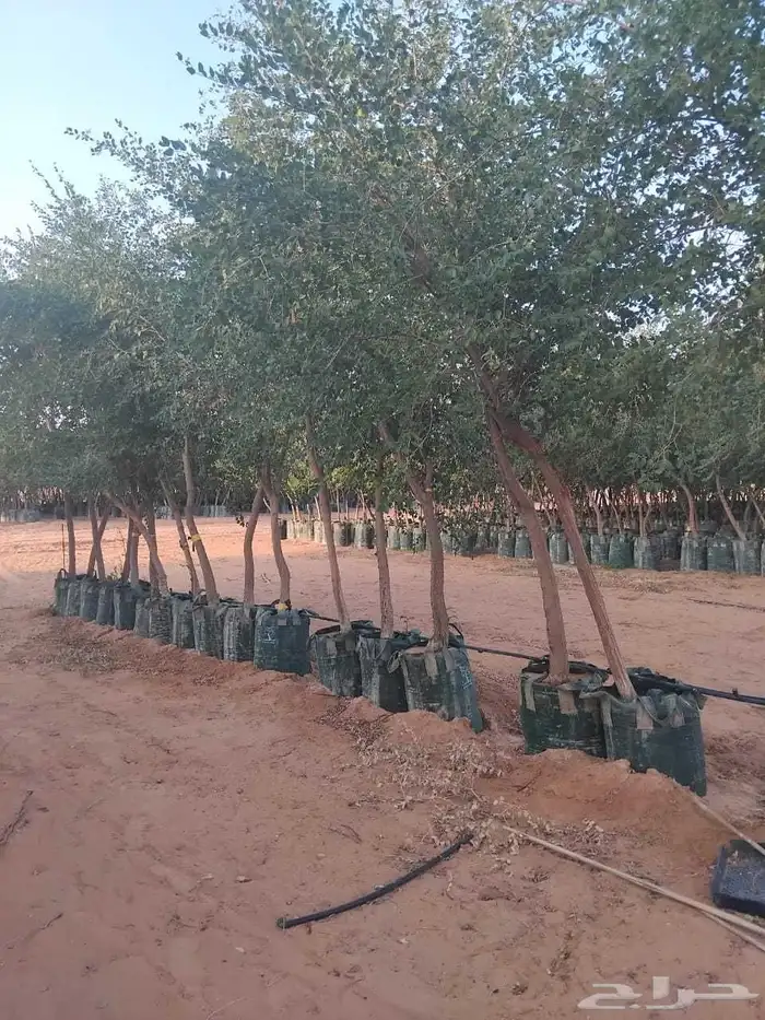 يوجد لدينا سدار 4