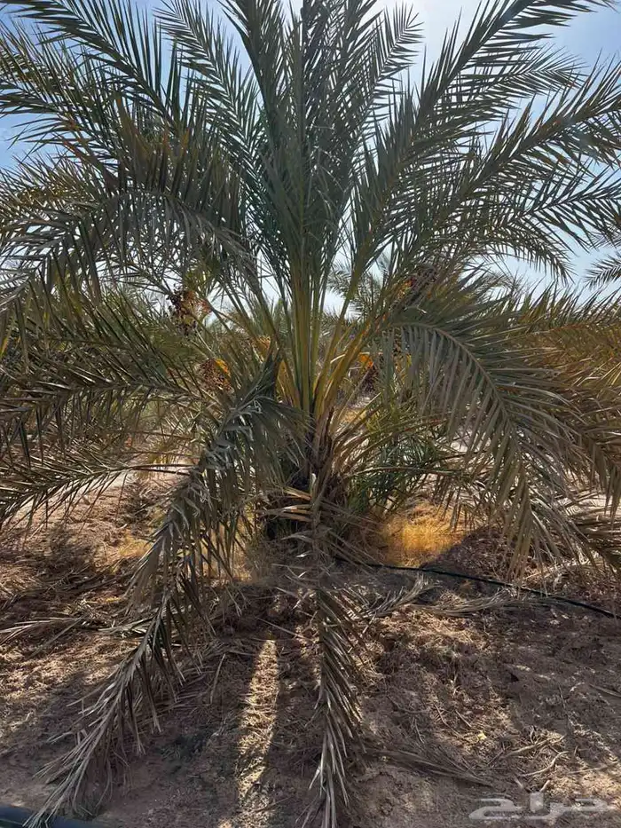 نخل خلاص برحي سكري 3