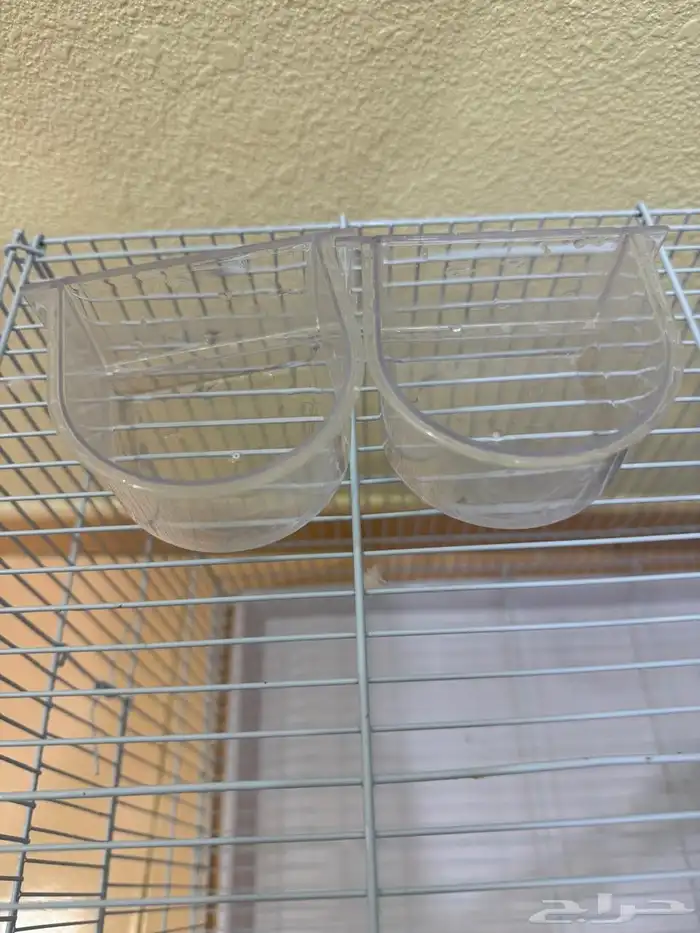 قفص عصافير الحب 1