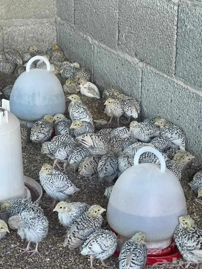 للبيع سمان فري 2