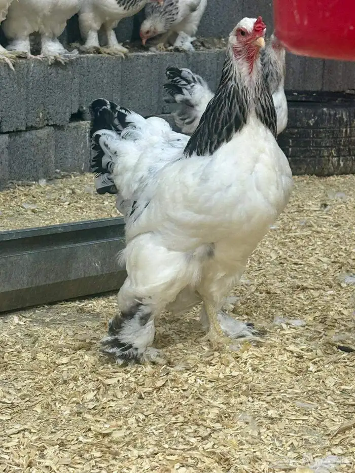 بيض دجاج براهما كولمبي كونك 2