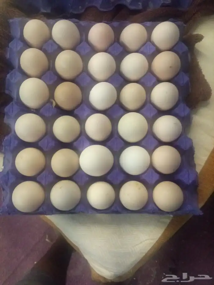 بيض دجاج براهما كولمبي كونك 0
