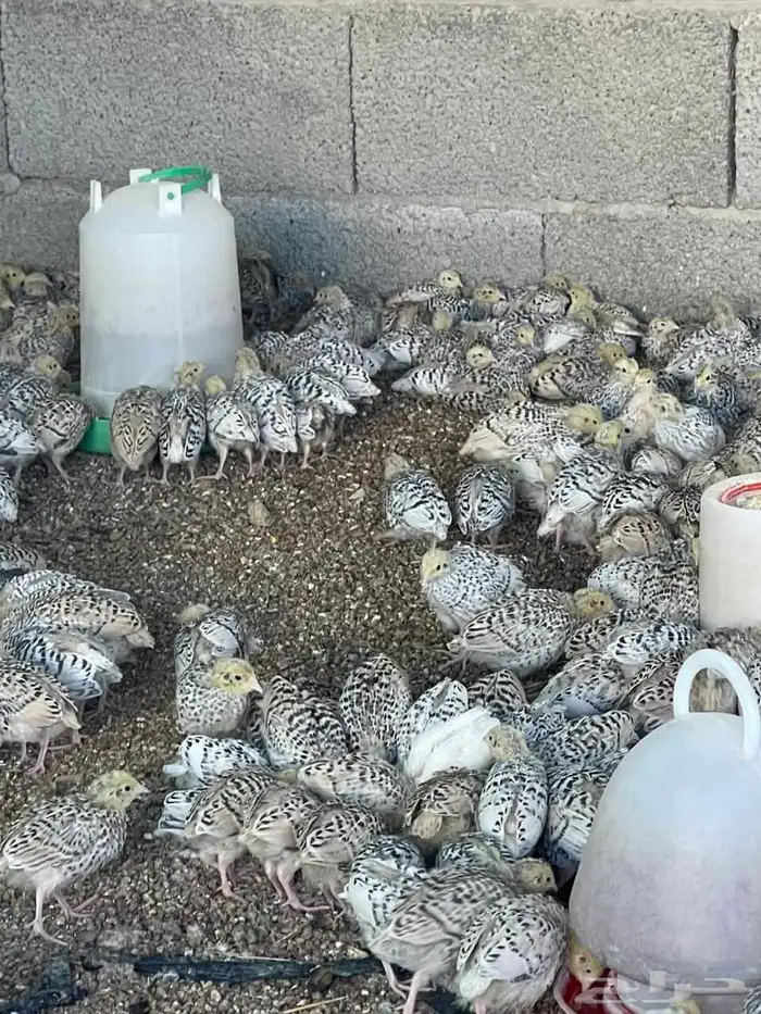 للبيع سمان فري 1