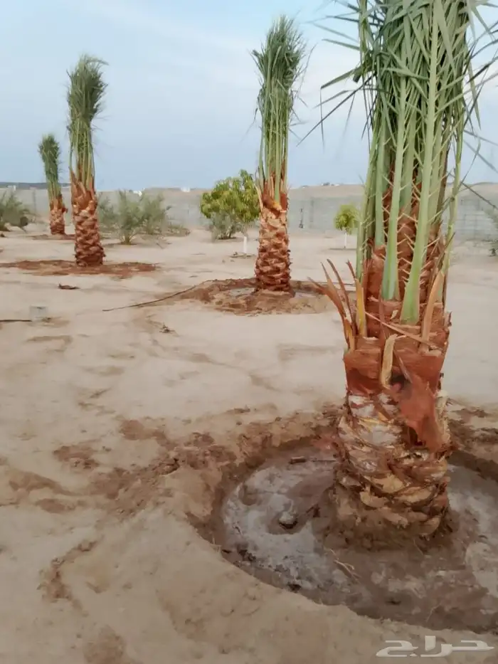 السلام عليكم ورحمه الله يوجد لدينا جميع انواع النخيل 2