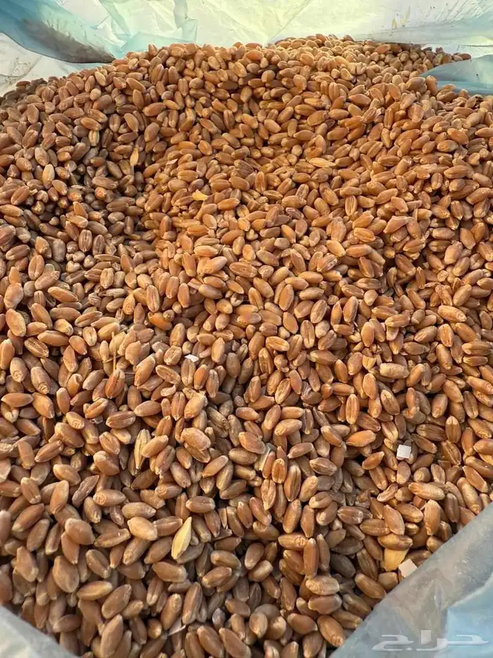 بذر شعير بلدي 3