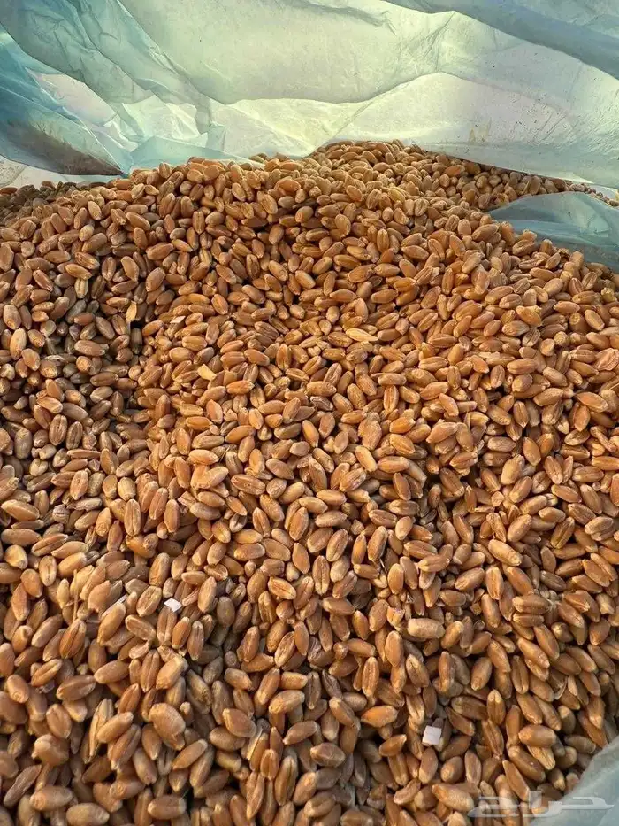 بذر شعير بلدي 4