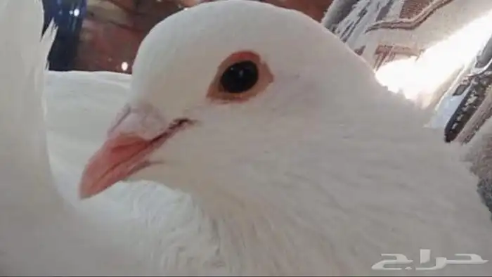 مربى دواجن خبرة أكثر من 15عام مصرى 5