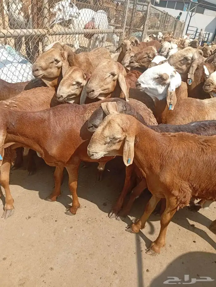 اغنام سواكن حمري 0