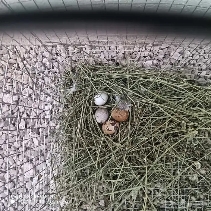 للبيع فرر طيبات بياضات ثنتين أنثى وذكر واحد و5 بيضات 0