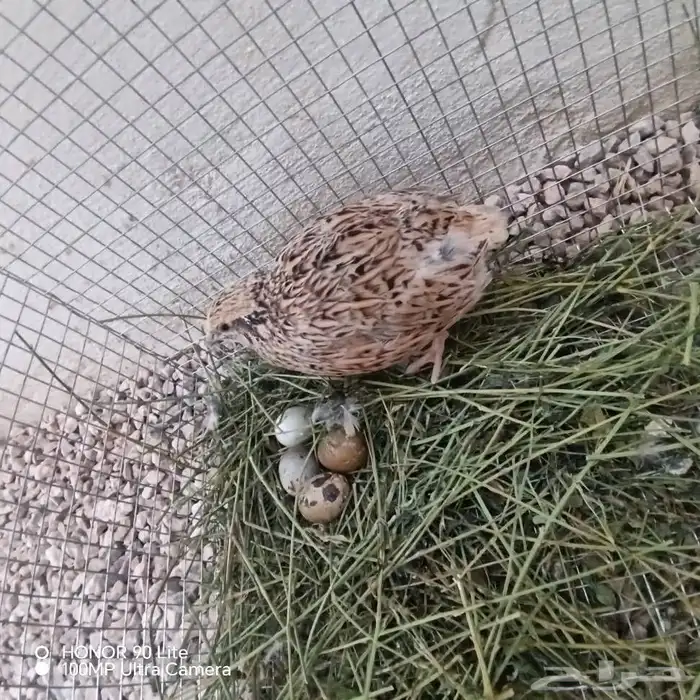 للبيع فرر طيبات بياضات ثنتين أنثى وذكر واحد و5 بيضات 3