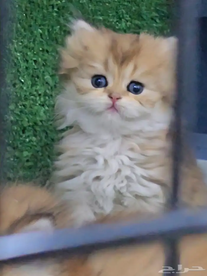 انثى برتش لونق هير vip 0