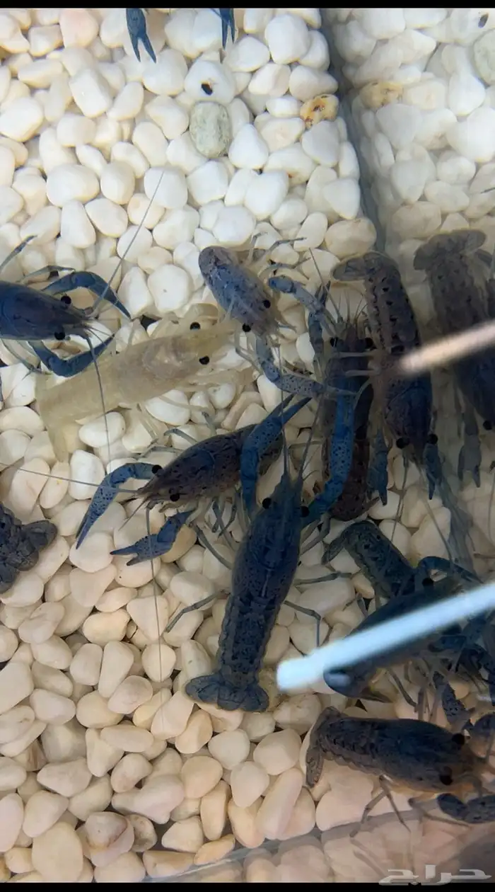 استاكوزا نهري لوبستر الوان مختلفه 7