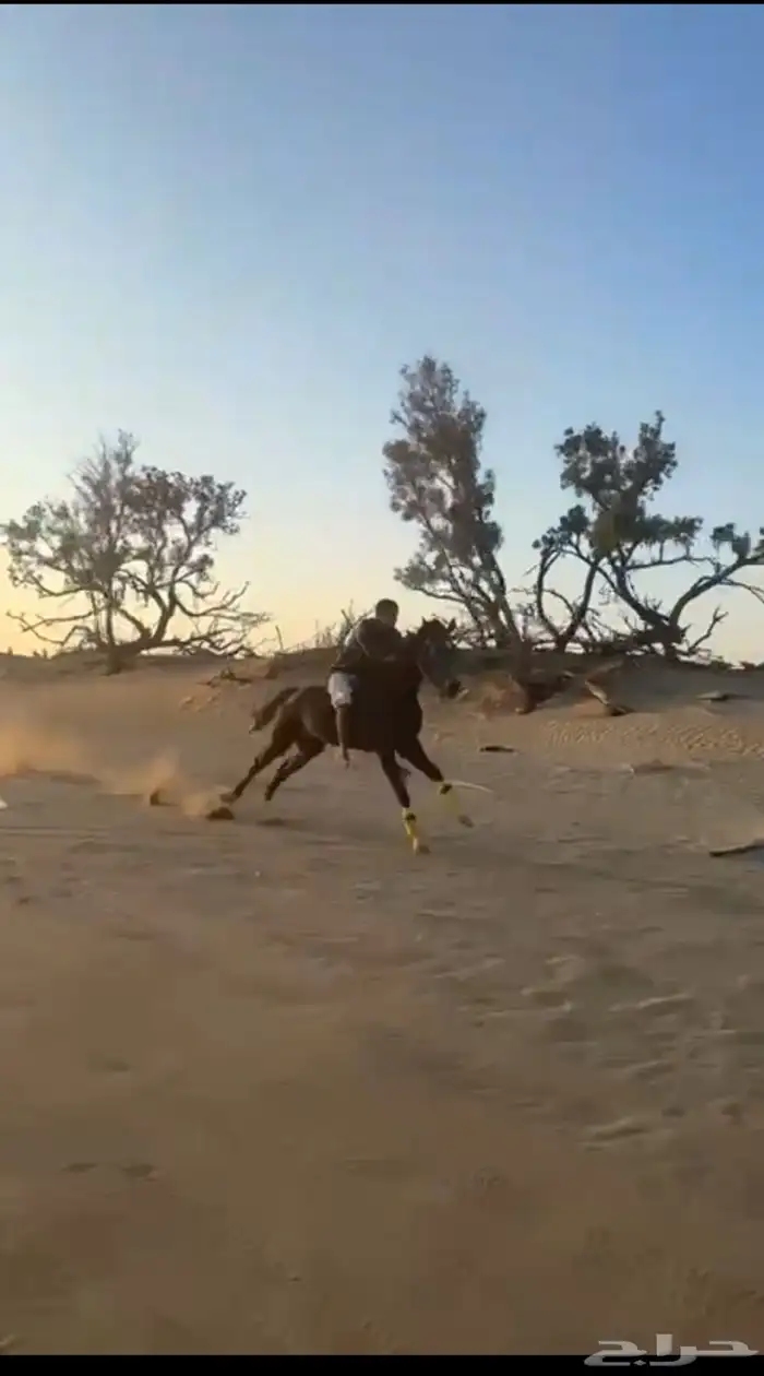 مهر شعبي سبوق سبوق لتعدونه يهل السبق 4