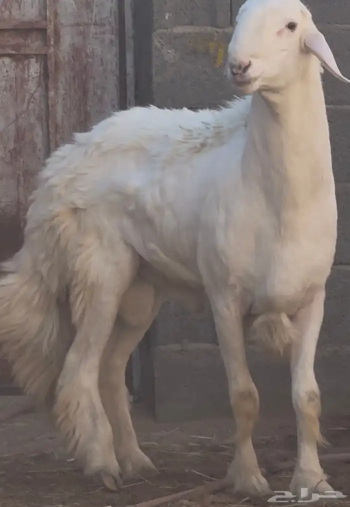 فحل نادر من اندر فحول الساحة 4