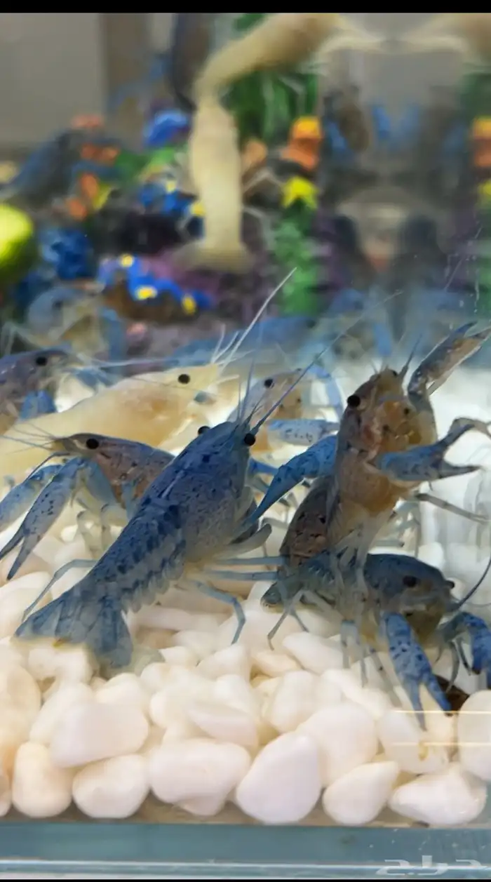 استاكوزا نهري لوبستر الوان مختلفه 10