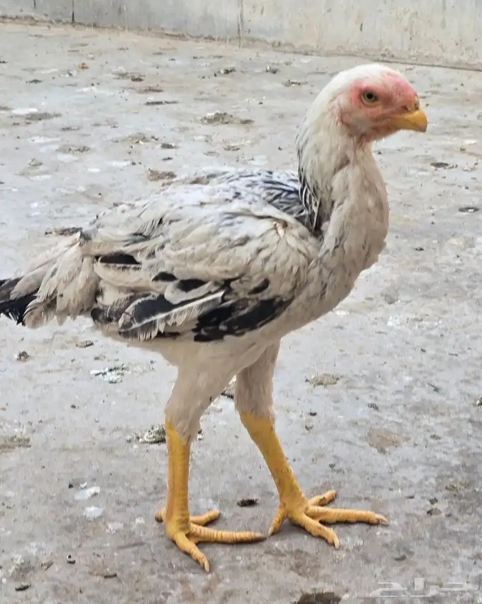 دجاج فارسي (حجازي) مواصفات 1