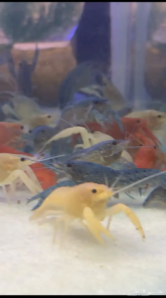 استاكوزا نهري لوبستر الوان مختلفه 4