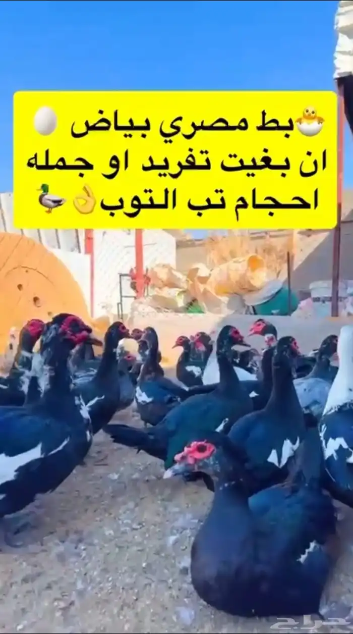 دجاج 7