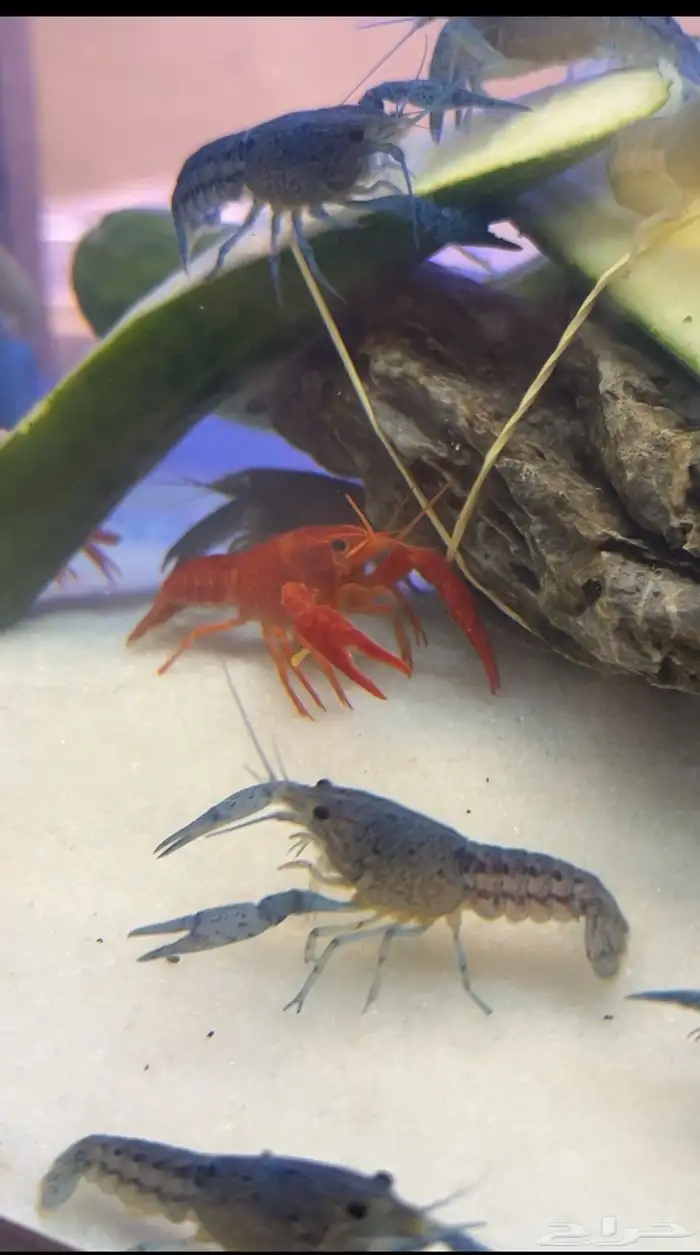 استاكوزا نهري لوبستر الوان مختلفه 2