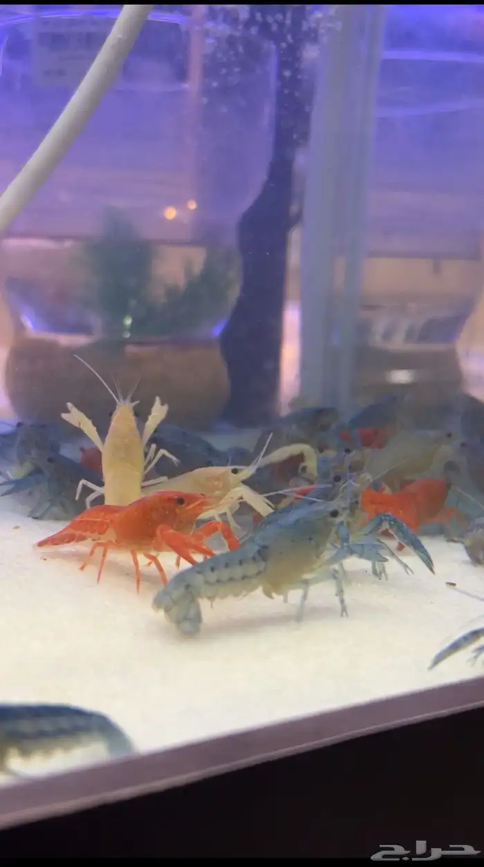 استاكوزا نهري لوبستر الوان مختلفه 0