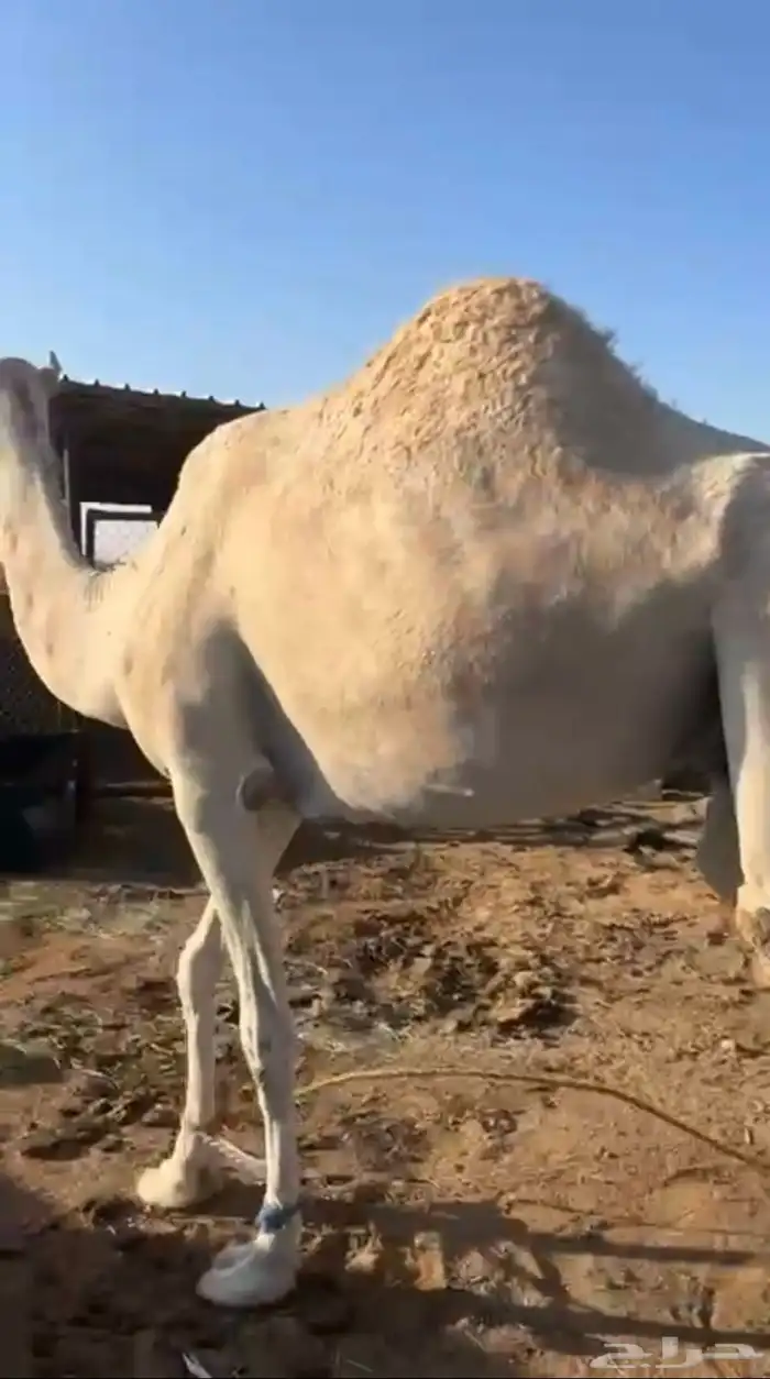 ناقه حايل سديس كفو ي شاري الزين 0