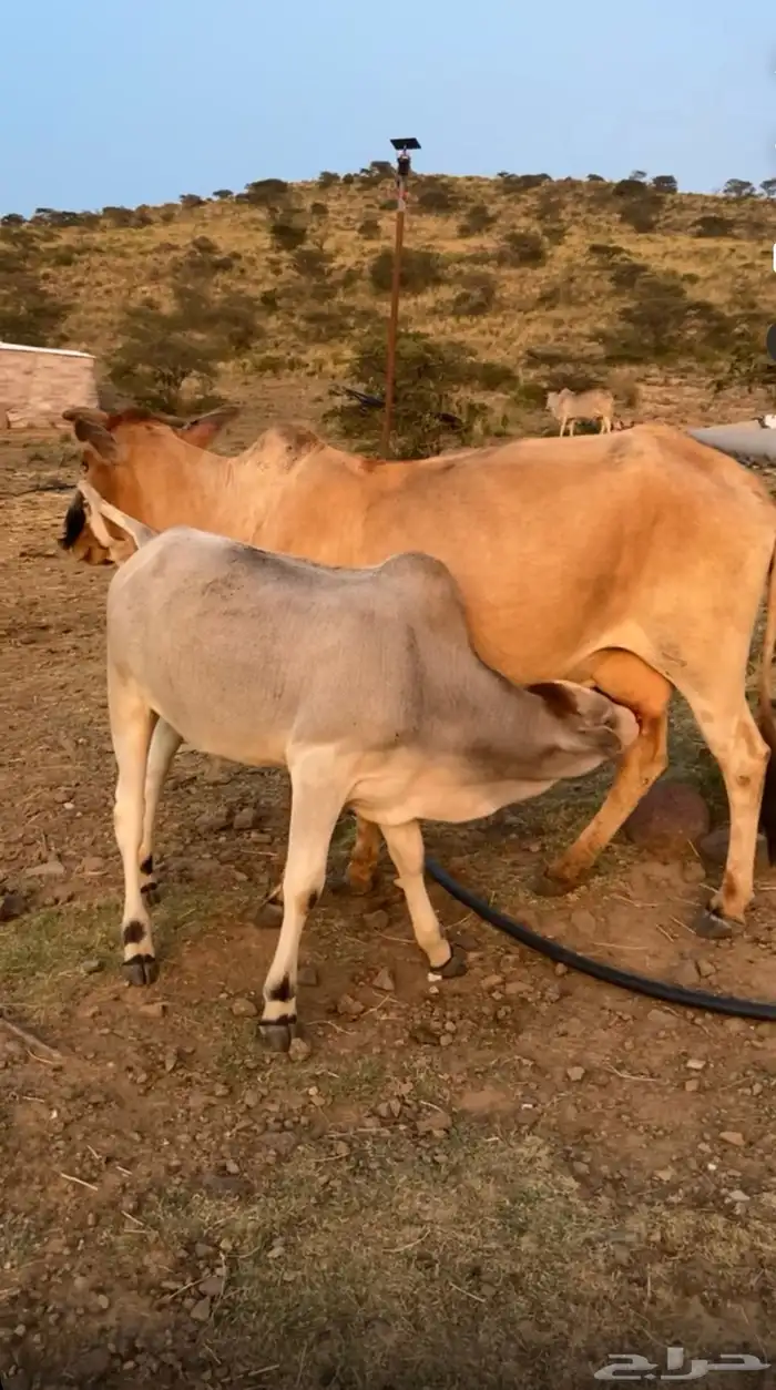 حسيل لباني للبيع 2