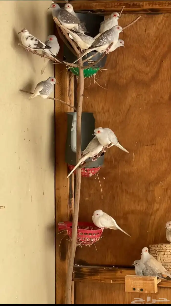 حمام يمام ماسي ملكي 3