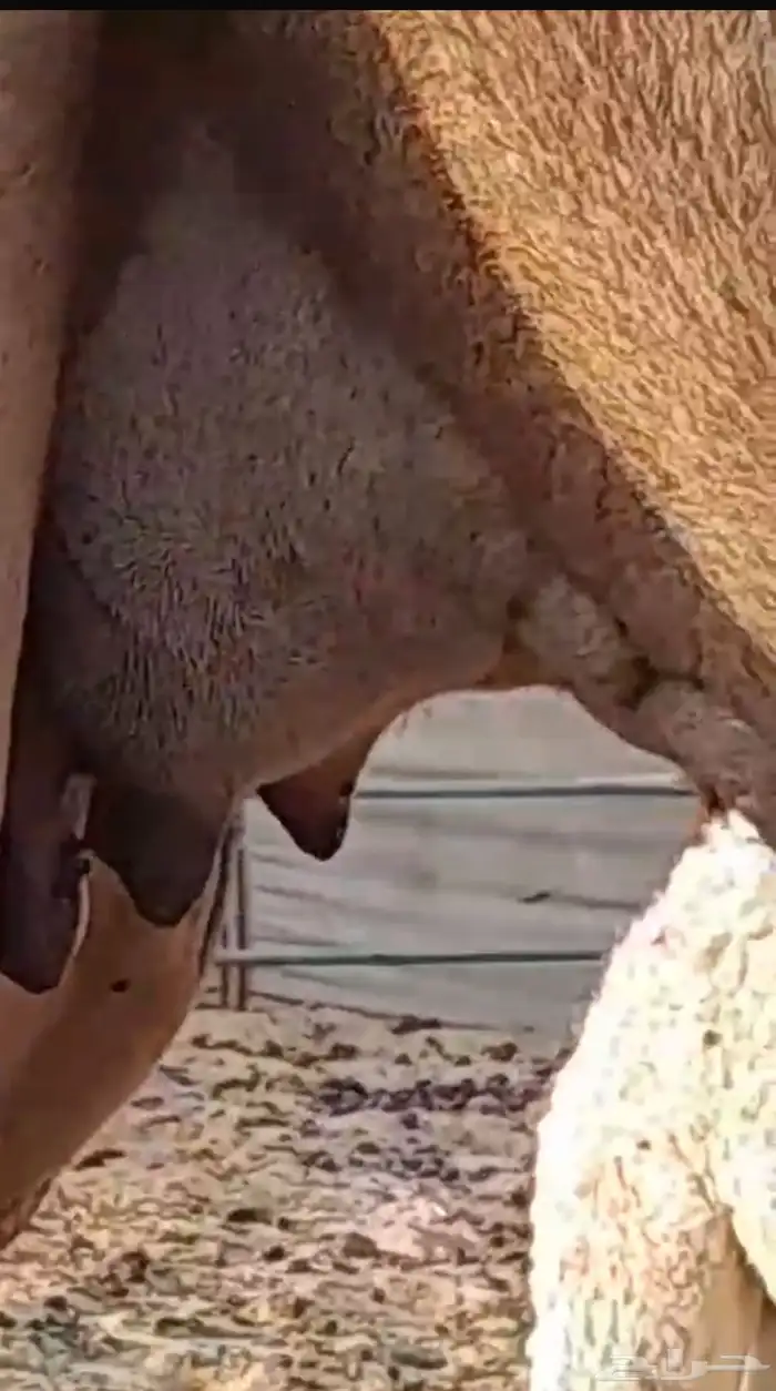 خلفه تحتها بكره وضحى للبيع 3