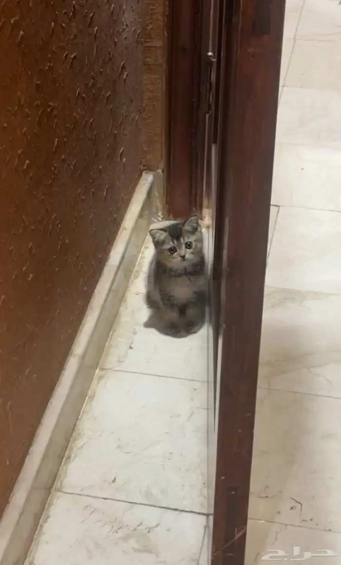 قطط سكوتش فولد للبيع 2